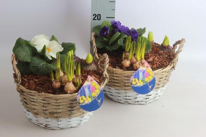 <h4>ARR BOL KNOLGEWAS</h4>