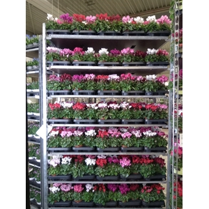 Cyclamen KL 'Compact'