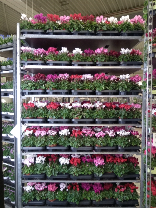 <h4>Cyclamen KL 'Compact'</h4>