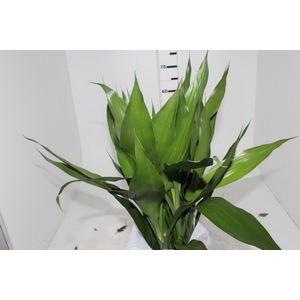 FOLHAGEM DRACENA SANDERIANA MAÇO