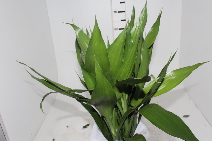 <h4>FOLHAGEM DRACENA SANDERIANA MAÇO</h4>