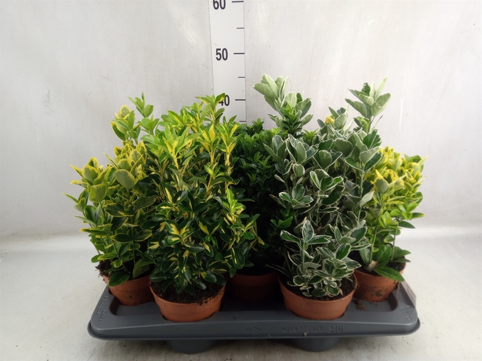 <h4>Euonymus japon.   ...mix</h4>