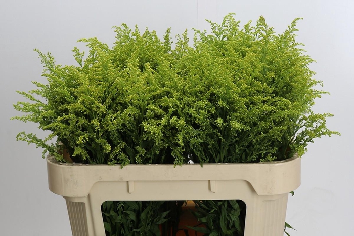 <h4>Solidago Tara Gold</h4>