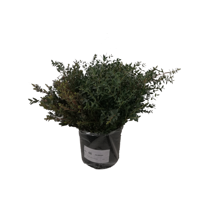 <h4>EUC. PARVIFOLIA KORT</h4>