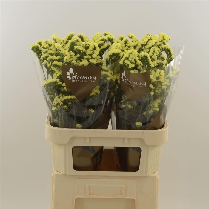 <h4>Statice Canary Sun Birds | Heavy Quality</h4>