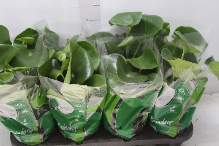 <h4>PEPEROMIA POLYBOTRYA RAINDROP P14</h4>