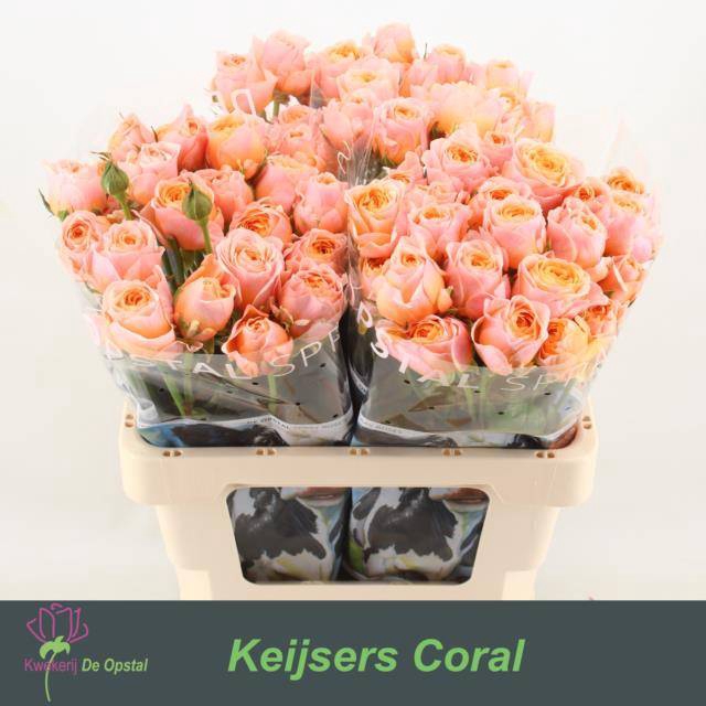 <h4>Rosa spray keijsers coral</h4>