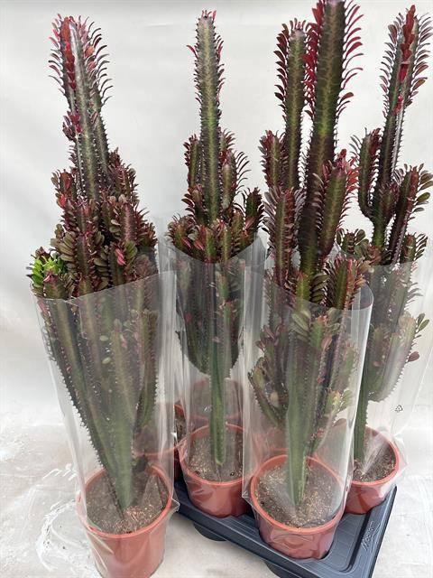 <h4>EUPHOR TRIG RUBRA</h4>