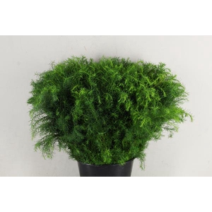 Cryptomeria Groen Bs 400g