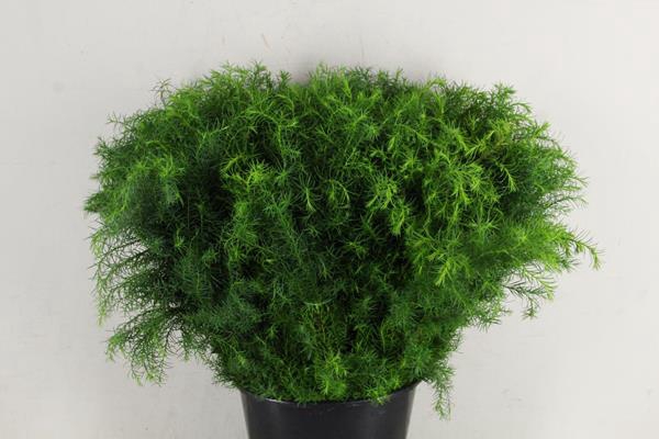 <h4>Cryptomeria Groen Bs 400g</h4>