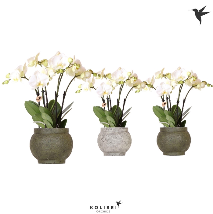 <h4>Kolibri Orchids Phalaenopsis Jewel Ghent 4spike in Ancient green</h4>