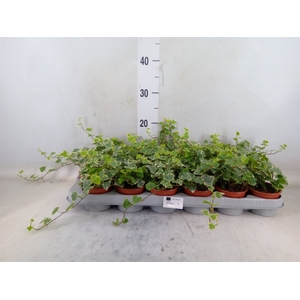 Hedera helix 'White Wonder'