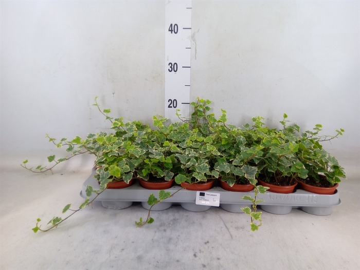 <h4>Hedera helix 'White Wonder'</h4>