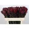 Leucadendron Saf Sunset Dark R.