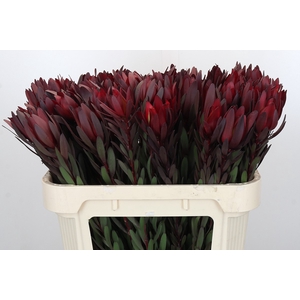 Leucadendron Saf Sunset Dark R.