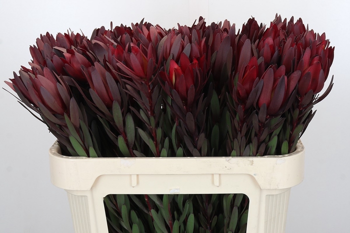 <h4>Leucadendron Saf Sunset Dark R.</h4>