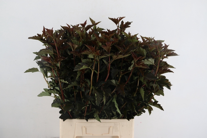 <h4>PHYSOCARPUSBLAD D. ROOD 060CM</h4>