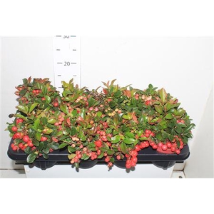 Gaulth Pr Big Berry