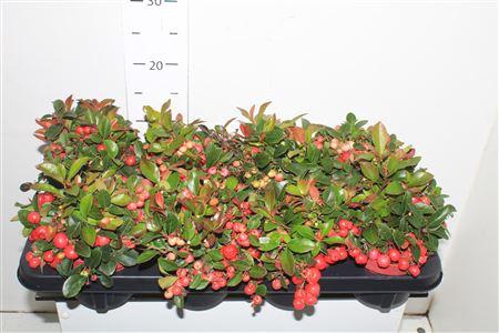 <h4>Gaulth Pr Big Berry</h4>