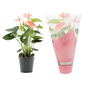 Anthurium Spirit in Couture sleeve