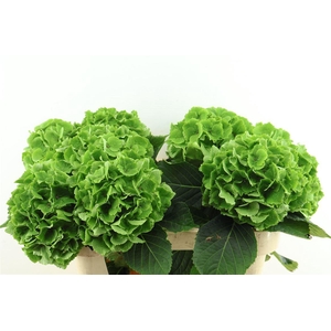 Hydr M. Cl. Emerald 75-20