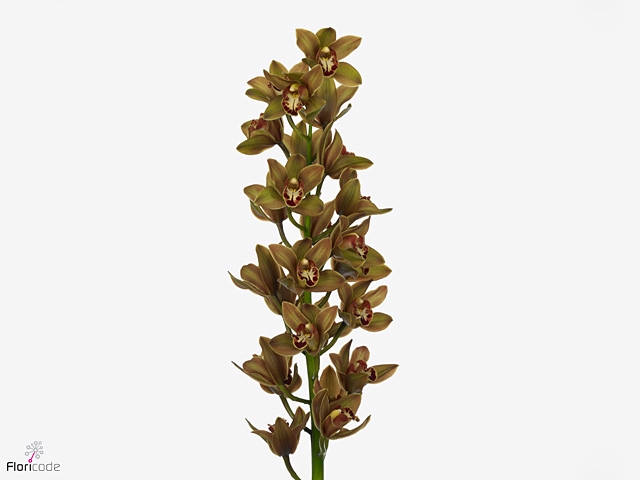 Cymbidium Mini Teeflor X10 Leekade