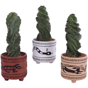Cactus Cereus Spiralis Ø12cm in Ø14cm Ceramic EV664