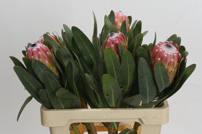 <h4>Protea Susara</h4>