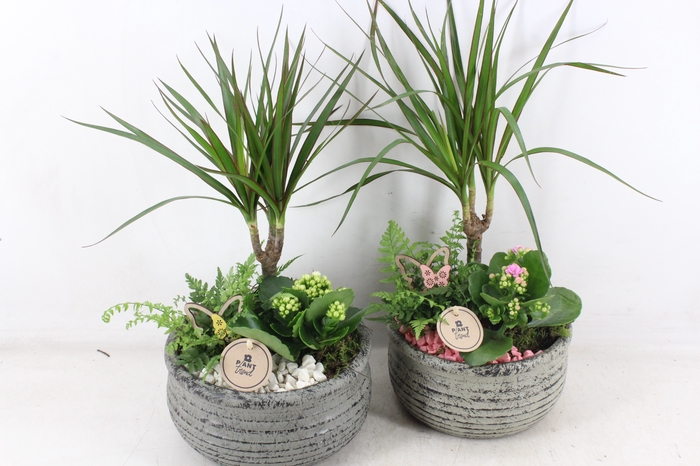 <h4>arr2 PL - Ker. bolpot streep Dracena x2</h4>