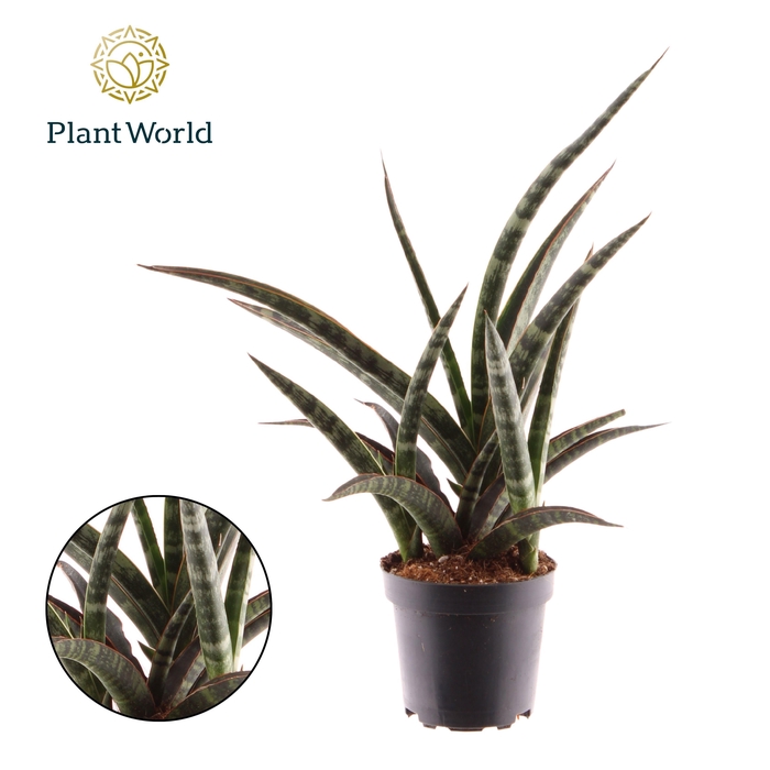 <h4>Sansevieria trifasciata 'Megan'</h4>