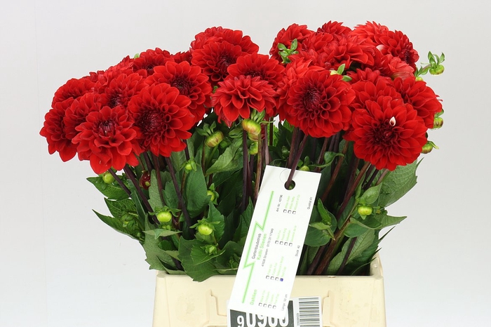 <h4>Dahlia Red Cap</h4>