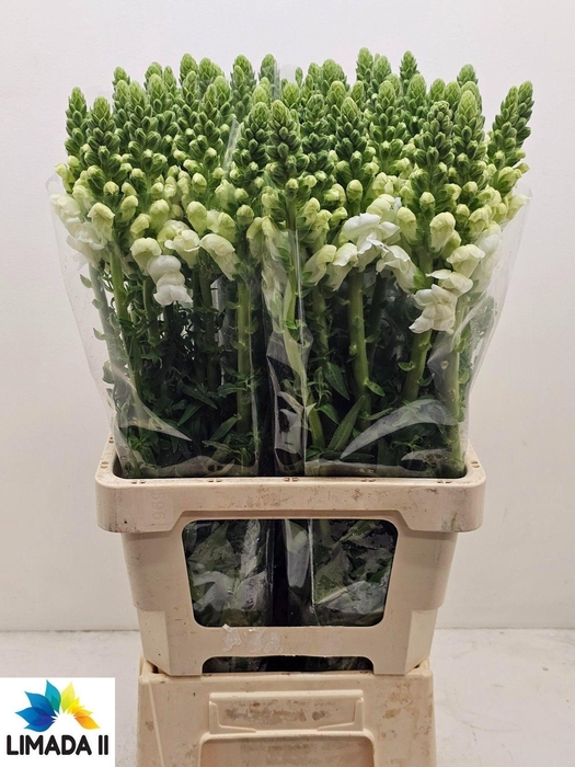 <h4>ANTIR POTO WHITE</h4>