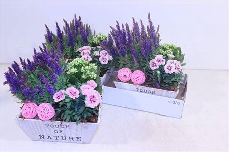 <h4>Arr Tuinplanten</h4>