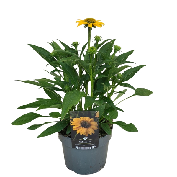 <h4>Echinacea Sombrero Compact Yellow</h4>