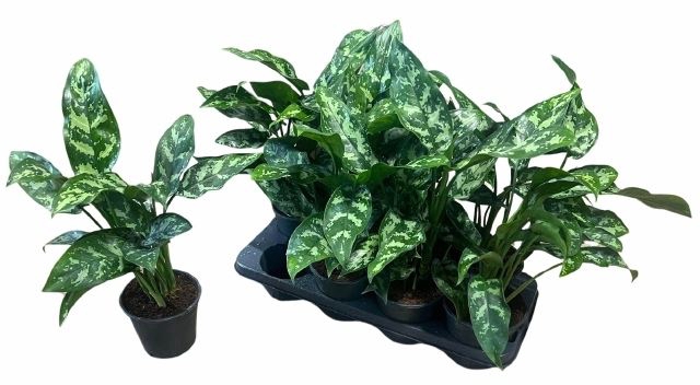 <h4>Aglaonema  'Maria'</h4>