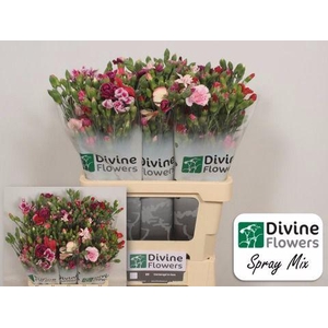 Di Tr Rainbow Mix Divine