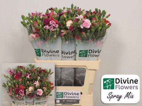 <h4>Di Tr Rainbow Mix Divine</h4>