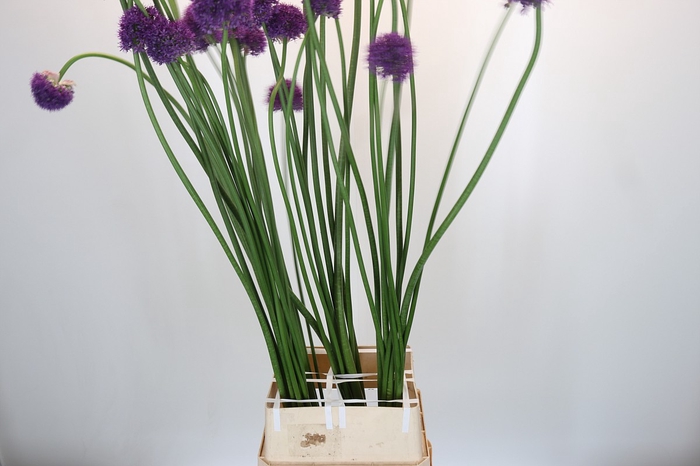 Allium Okra