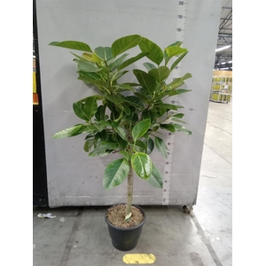 Ficus benghalensis