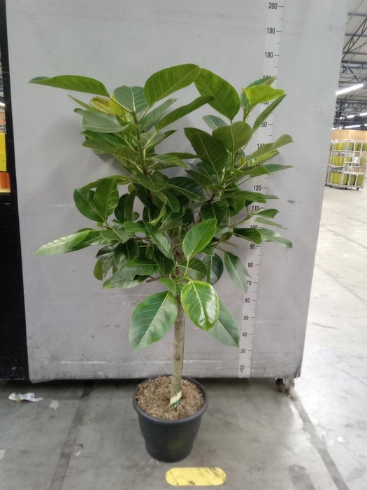 <h4>Ficus benghalensis</h4>