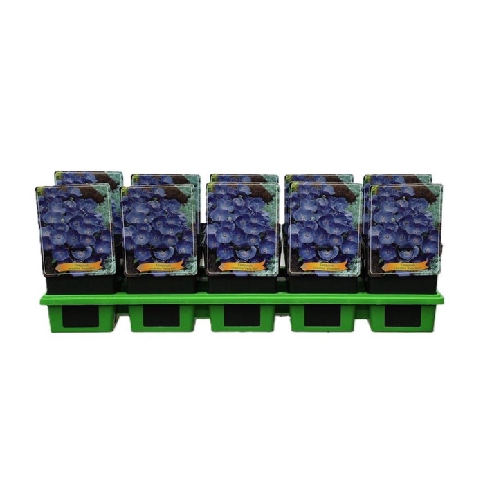 <h4>Campanula carpatica</h4>