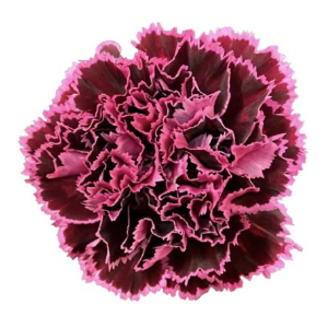 Di St New Freddy Bicolor 75cm CO