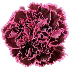 <h4>Di St New Freddy Bicolor 75cm CO</h4>