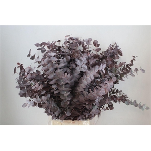 Euca Cinerea Red Abs P Bunch