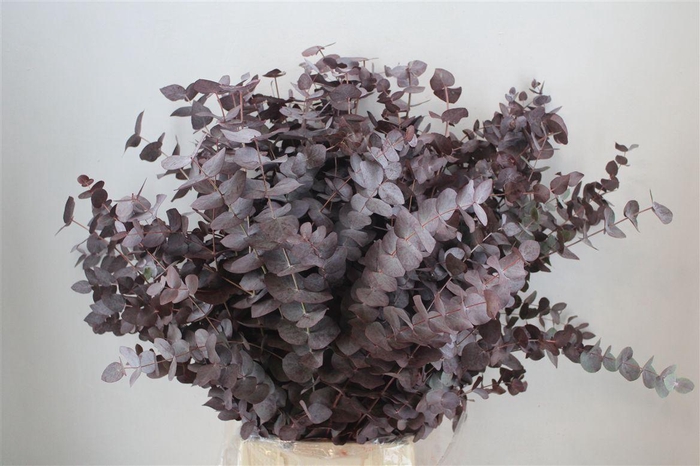 <h4>Euca Cinerea Red Abs P Bunch</h4>