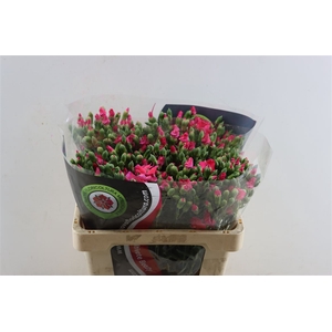 Dianthus Spray Solomio Imre