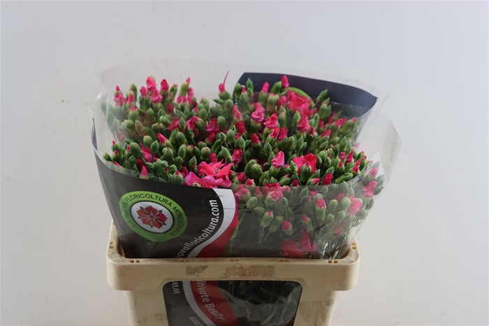 <h4>Dianthus Spray Solomio Imre</h4>