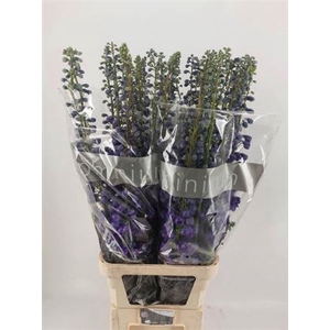 Delphinium El Purple Arrow