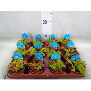 Dionaea muscipula