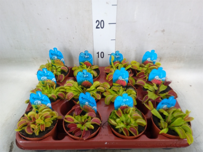 <h4>Dionaea muscipula</h4>
